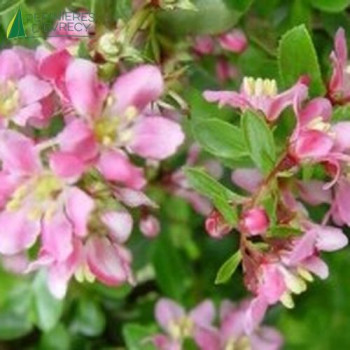 ESCALLONIA  Donard seedling 40/60 Cont.3/4 L 