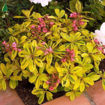 ESCALLONIA Gold Ellen
