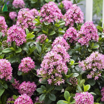 ESCALLONIA Pink Elle