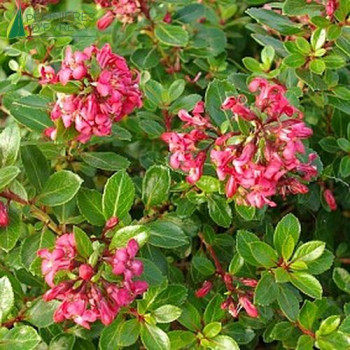 ESCALLONIA Red dream