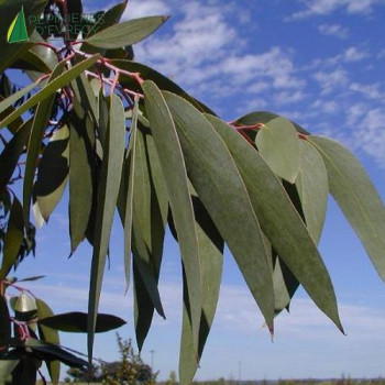 EUCALYPTUS niphophila