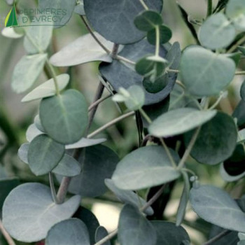 EUCALYPTUS gunnii baby blue  Cont.3/4 L 