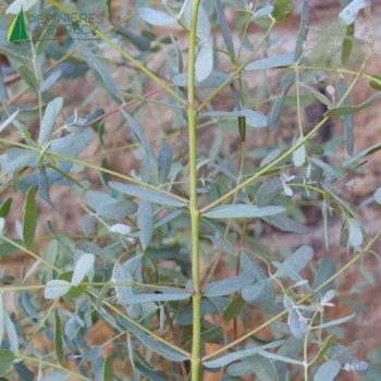 EUCALYPTUS gunnii France Bleu®
