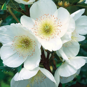 EUCRYPHIA intermedia Rostrevor