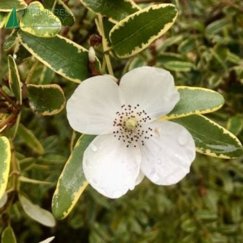 EUCRYPHIA lucida Gilt Edge