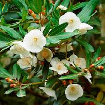 EUCRYPHIA moorei