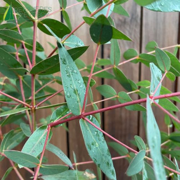 EUCALYPTUS parviflora