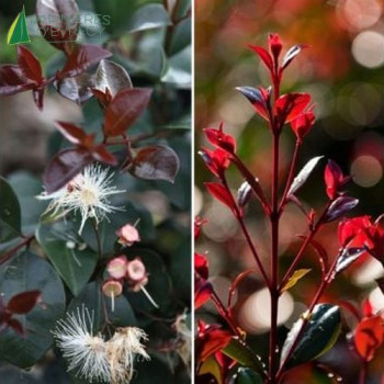 EUGENIA uniflora Etna Fire