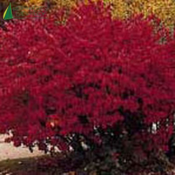 EUONYMUS alatus Compactus  Cont.3/4 L 