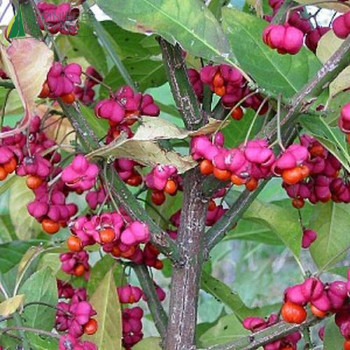 EUONYMUS europaeus Red cascade 60/80 Cont.3/4 L 