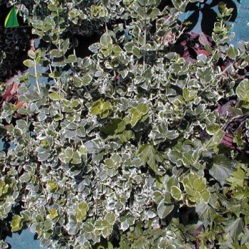 EUONYMUS fortunei Emerald gaiety