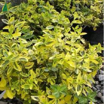 EUONYMUS fortunei Emerald gold 20/30 Cont.3/4 L 