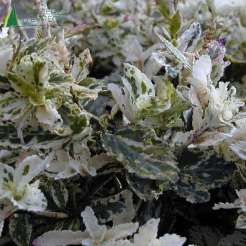EUONYMUS fortunei Harlequin