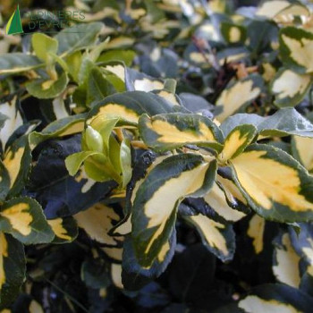 EUONYMUS fortunei Sunspot  Cont.2/2.5 L 