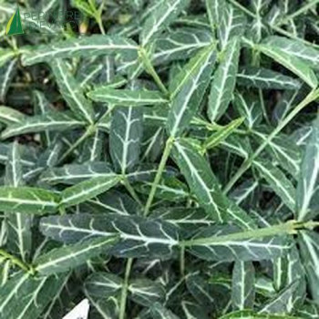 EUONYMUS fortunei Wolong Ghost