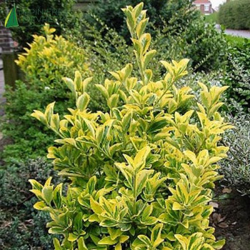 EUONYMUS japonicus Aureomarginatus