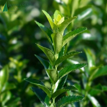 EUONYMUS japonicus Benkomasaki