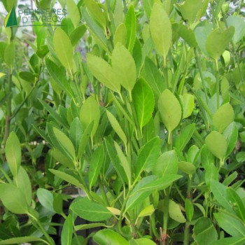 EUONYMUS japonicus Green Millenium