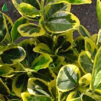 EUONYMUS japonicus Marike