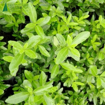 EUONYMUS japonicus Microphyllus