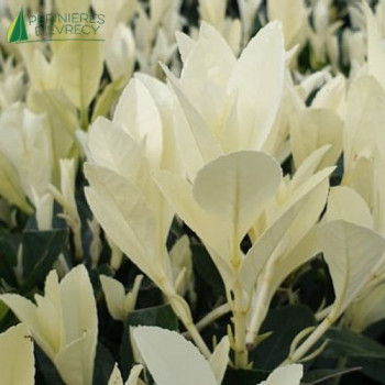 EUONYMUS japonicus Paloma Blanca