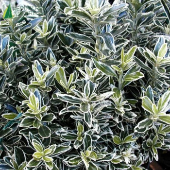 EUONYMUS japonicus Microphyllus Albovariegatus
