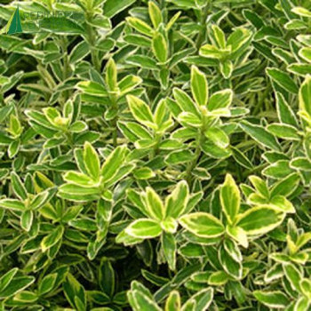 EUONYMUS japonicus Microphyllus aureovariegata