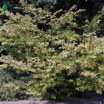 EUONYMUS alatus