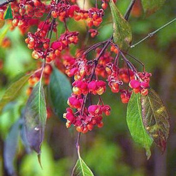 EUONYMUS europaeus 60/80 Cont.3/4 L 