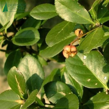 EUONYMUS japonicus