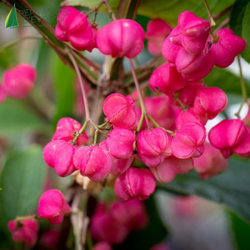 EUONYMUS phellomanus 30/40 Cont.2/2.5 L 