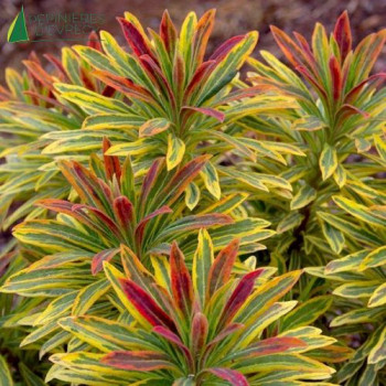 EUPHORBIA amyg.ascoot Rainbow  Cont.2/2.5 L 