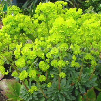 EUPHORBIA amygd. Robbiae