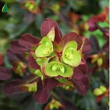 EUPHORBIA amygd.purpurea Vert