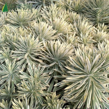 EUPHORBIA characias Tasmanian Tiger