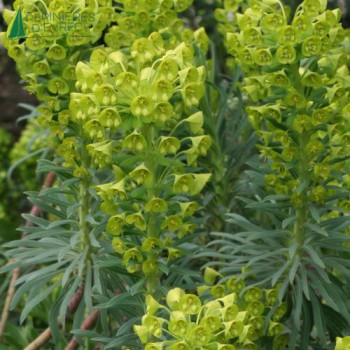 EUPHORBIA characi Wulfenii  Cont.1/1.5 L 