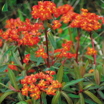 EUPHORBIA griffit Fire glow  Godet 8/9 