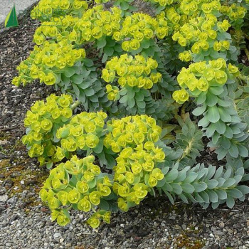 EUPHORBIA myrsinites  Godet 8/9 