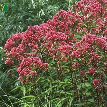 EUPATORIUM purpureum Carmin  Godet 8/9 