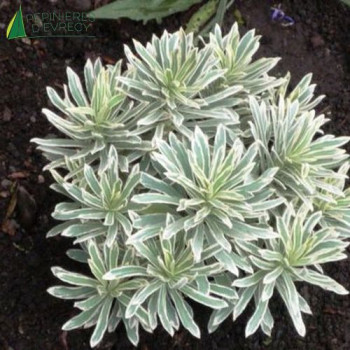EUPHORBIA sylver Swan