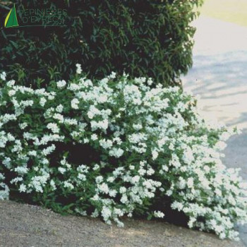 EXOCHORDA x macrantha The bride  Cont.2/2.5 L 