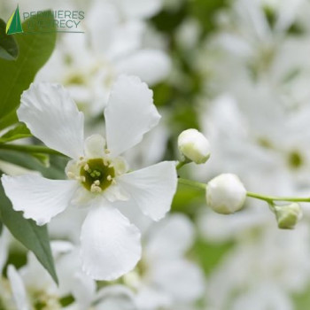 EXOCHORDA racemosa Blushing Pearl 60/80 Cont.5/7.5 L 