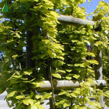 FAGUS sylvatica Dawyck gold