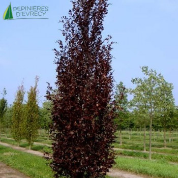 FAGUS sylvatica Dawyck purple