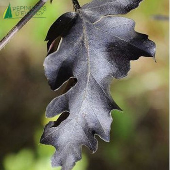 FAGUS sylvatica Rohan Weeping