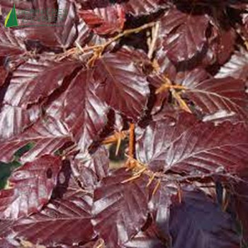 FAGUS sylvatica PURPUREA Baliveau 150/175 Cont.15/20 L 