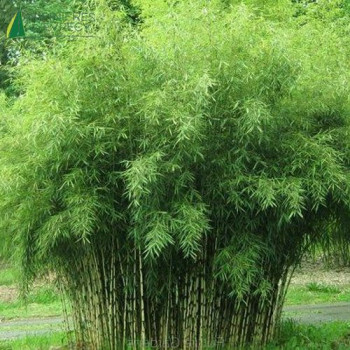 FARGESIA robusta Campbell 150/175 Cont.5/7.5 L 