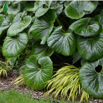 FARFUGIUM japonicum Giganteum