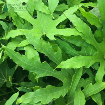 FATSIA japonica Green Finger