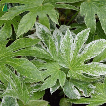 FATSIA japonica Spider's Web
